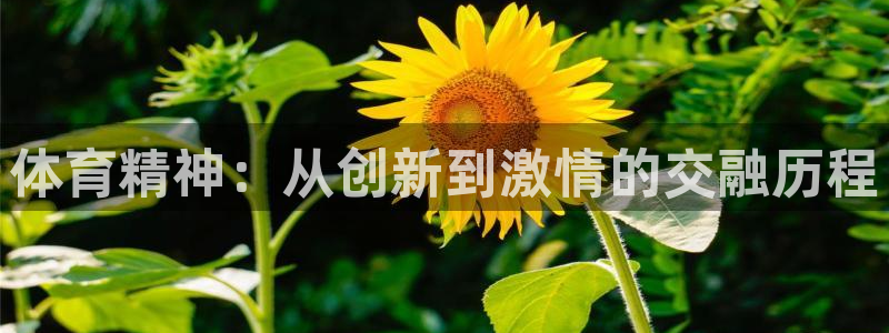 bsports官网 必一运动